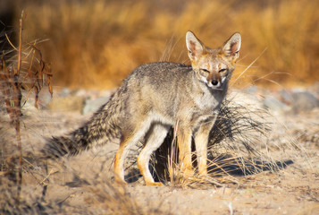 Culpeo fox walked through the Atacama desert