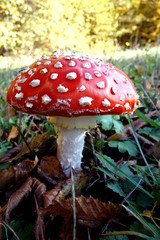 Toadstool red in autumn season