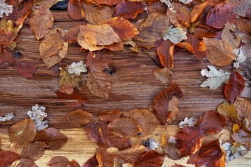 Closeup of fallen beech and oak leaves on wood. Colorful autumn forest in November.