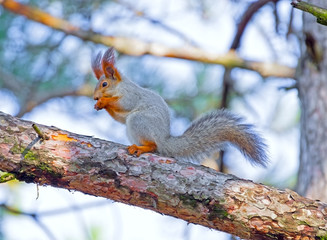 beautiful red squirrel sitting on a tree