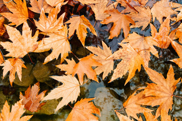 plane tree leaves