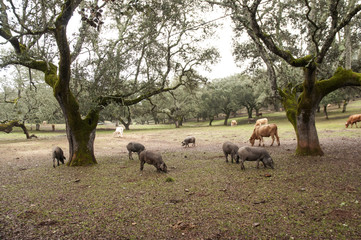 In the Andalusian pasture of cork oaks and holm oaks, Iberian pigs graze and eat acorns freely during the montanera months from November to February