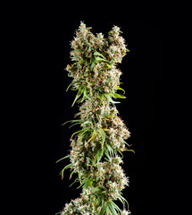 cannabis buds on black background