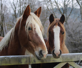 Sorrel horses looking over gate