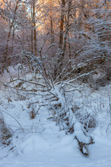 Fallen tree in the snow