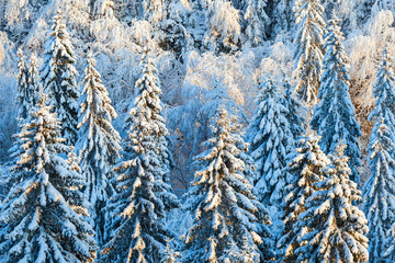 Winter in the forest with snow on the spruce trees