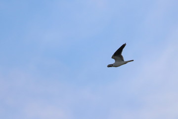 black shouldered kite