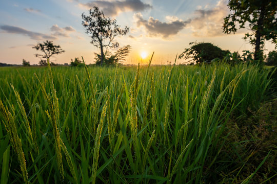 Rice field with sunrise or sunset in moning light