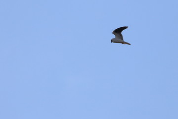 black shouldered kite