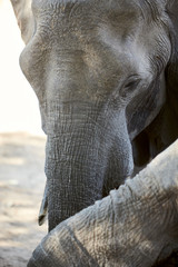 Fototapeta premium Elephant in Mana Pools National Park, Zimbabwe