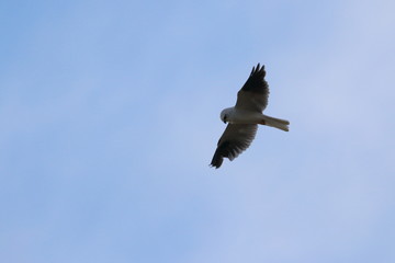black shouldered kite