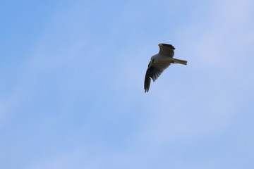 black shouldered kite