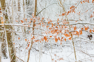 Autumn leaves in the forest with snow
