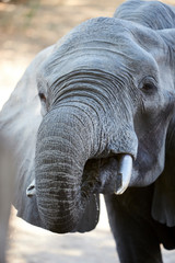 Obraz na płótnie Canvas Elephant in Mana Pools National Park, Zimbabwe