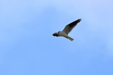 Obraz premium black shouldered kite