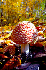 Toadstool red in autumn season