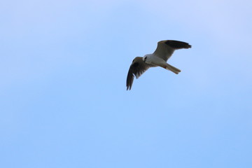 black shouldered kite