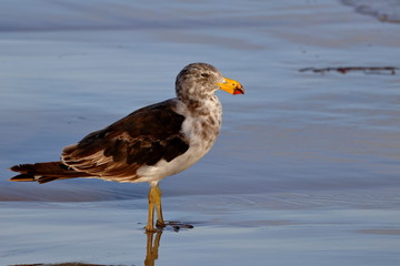 pacific gull