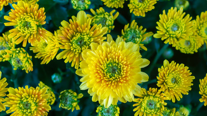 yellow aster flowers in close up top view - 306957505
