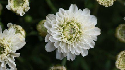 white aster flowers in close up top view - 306957547