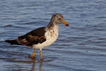 pacific gull