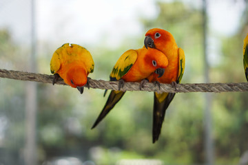 Focus selection: 3 Macaws cling to the rope in natural gestures © piyaphun