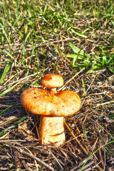 A small food fungus grows on a large fungus