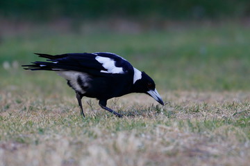 australian magpie