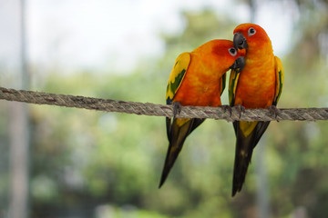 Focus selection: 2 macaws parrot on a rope, showing love to each other
