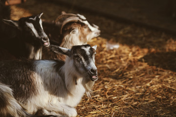 beautiful well-groomed goats with horns