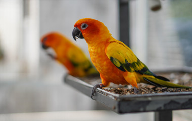 Focus selection: Macaws stood on a platform with food