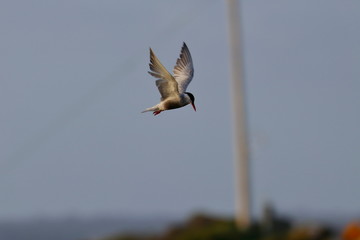 white cheeked tern