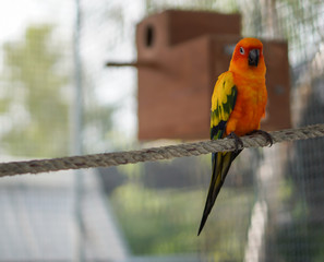 Focus selection: Macaw parrot on the rope