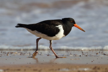 pied oystercatcher