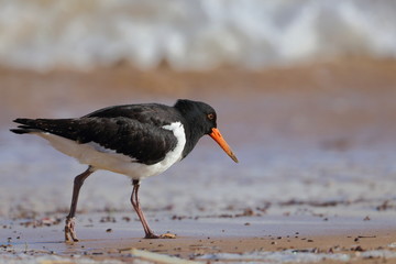pied oystercatcher
