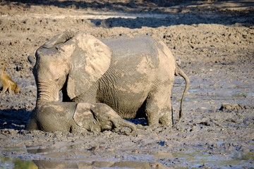 Baby elephant blocked in the mud, helped by the mother in Mana Pools National Park, Zimbabwe