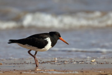 pied oystercatcher