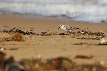red necked stint