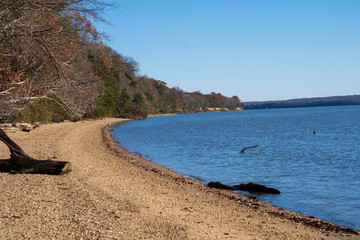 Scenic coastal landscape with driftwood, stones and trees by the beach. Peaceful nature scene...