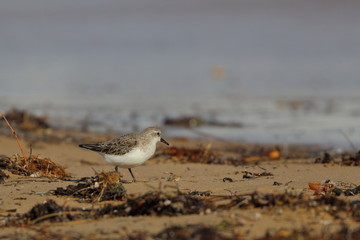 red necked stint