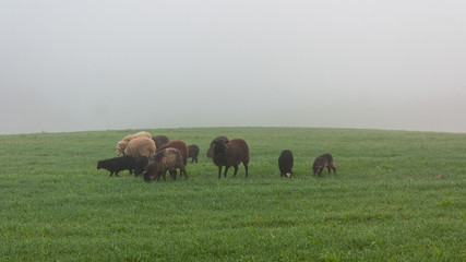 Fototapeta na wymiar Autumn landscape with sheep grazing on a foggy field.