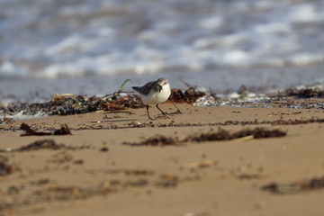 red necked stint