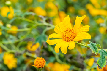 Flower "Tree Marigold" with yellow petals and pollen. Blooming in the morning