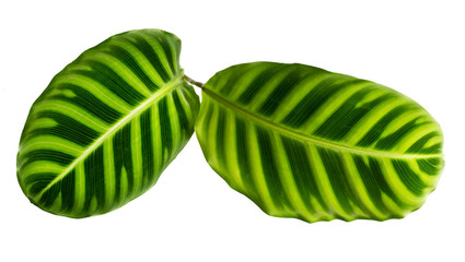 Philodendron leaf tropical isolated on white background. © ittisak