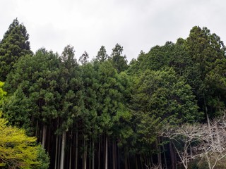 Wide angle view of the cloudy tree top canopy of a Cedar forest along the Shimo Senbon area of Mount Yoshino. Nara, Japan. Travel and nature.
