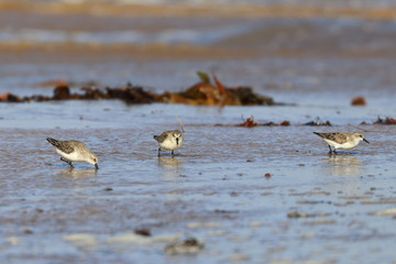 red necked stint