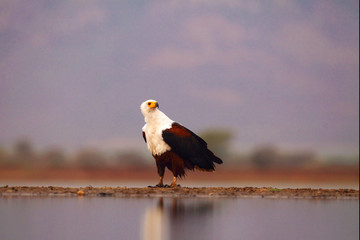African fish eagle (Haliaeetus vocifer) sitting on lake shore. Big eagle with white head on lake shore.