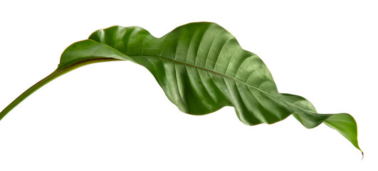 Philodendron leaf tropical isolated on white background.	