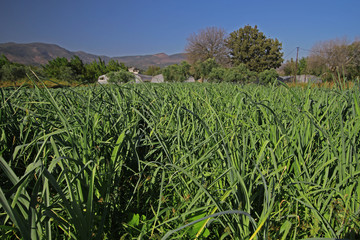 Fresh leeks in the field