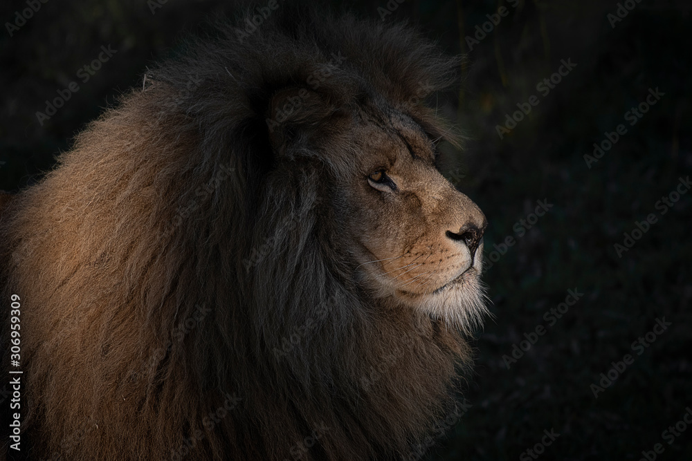Poster Close up portrait of the head of a lion. It is in the shadows and is lit by the rays from the sun creating a beautiful lighting effect